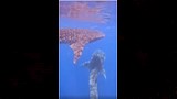 القرش  الحوتي فى البحر (5)