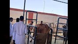 تحصين حيونات مزرعة طب بيطرى أسوان