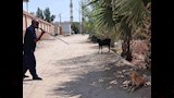 تحصين كلاب الشوارع