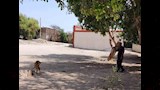 تحصين وترقيم حيوانات مزرعة كلية الطب البيطرى بأسوان (3)