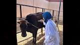 تطعيم الحيونات