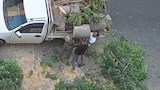 بعد فيديو قطع أشجار ترام الرمل.. تحرك عاجل من محافظة الإسكندرية (صور)