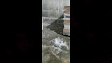 ضبط دواجن عليها علامات فساد (3)