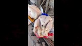 ضبط دواجن عليها علامات فساد (2)