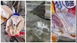 ضبط 6 أطنان دواجن غير صالحة ظاهريًا للاستهلاك داخل منشأة بالعبور (صور)