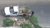 عدد من الأشخاص أثناء قيامهم بقطع شجرة ضخمة مجاورة لمسار الترام (3)