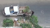 قطع الأشجار في الإسكندرية (4)