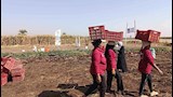  زراعة البطاطا  (6)