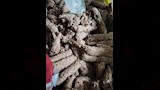 حملات التفتيش