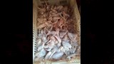 حملات التفتيش