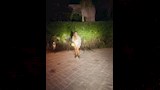 الفنانة ريهام حجاج