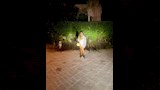 ريهام حجاج (2)