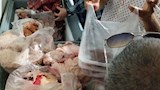 لحوم فاسدة ومذبوحة خارج المجازر.. تموين بني سويف يضبط 245 كجم ويحرر 60 مخالفة - صور 
