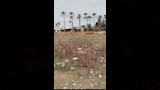 شكاوى من أهالي إدفينا من زراعة ملعب بالأرز (2)