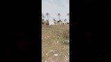 شكاوى من أهالي إدفينا من زراعة ملعب بالأرز (4)