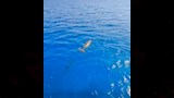 ظهور نادي لعروس البحر