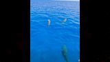 لحظة ظهور عروس البحر