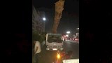 ضبط سيارة محملة بأخشاب أشجار كافور (3)