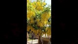 شجر الخيار شمبر