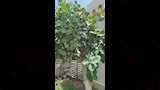 شجر كايا
