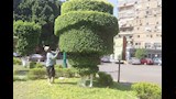 الجيزة تتوسع في التشجير وتجميل الطرق والميادين بعدة أحياء  (1)