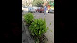 الجيزة تتوسع في التشجير وتجميل الطرق والميادين بعدة أحياء  (2)