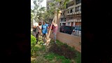 الجيزة تتوسع في التشجير وتجميل الطرق والميادين بعدة أحياء  (7)