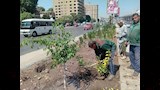 صور- الجيزة تتوسع في التشجير وتجميل الطرق والميادين بعدة أحياء 