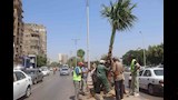 الجيزة تتوسع في التشجير وتجميل الطرق والميادين بعدة أحياء  (6)