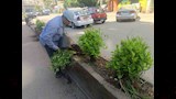 الجيزة تتوسع في التشجير وتجميل الطرق والميادين بعدة أحياء  (4)