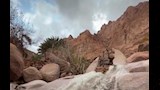 النباتات الطبيعية 