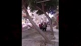 قطع أشجار بعين شمس (2)