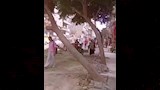 قطع أشجار بعين شمس (1)