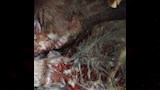 ضبط طن أغذية فاسدة في حملة مكبرة (5)