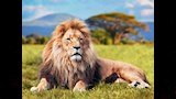 20 صورة لأغرب 9 حيوانات قد تأكل صغارها