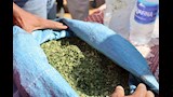 انتاج المورينجا من مشروع زراعي ببحيرة باريس_3