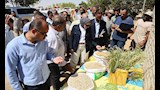بطاطا للتصدير ونباتات طبية.. الوادي الجديد تتوسع في زراعة 1000 فدان بباريس