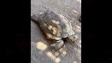 السلحفاة البرية 