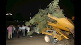 إعادة زراعة شجرة عملاقة بعد سقوطها بمصر الجديدة (4)