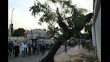 إعادة زراعة شجرة عملاقة بعد سقوطها بمصر الجديدة (5)