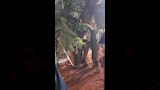 إعادة زراعة شجرة عملاقة بعد سقوطها بمصر الجديدة (7)