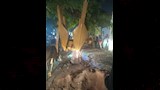 إعادة زراعة شجرة عملاقة بعد سقوطها بمصر الجديدة (9)
