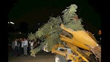 إعادة زراعة شجرة عملاقة بعد سقوطها بمصر الجديدة (10)