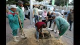 إعادة زراعة شجرة عملاقة بعد سقوطها بمصر الجديدة (1)