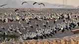 محطة الطيور المهاجرة 