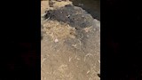بقايا الجريمة