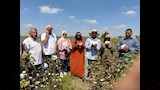 "الذهب الأبيض" يعود لحقول الإسماعيلية.. حكاية 40 عامًا مع القطن وفرحة الحصاد - فيديو وصور
