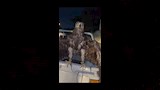 ضبط طيور جارحة يتم استغلالها في التصوير (3)