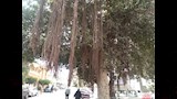 أشجار التين البنجالي المعمرة بالزقازيق (5)