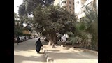 أشجار التين البنجالي المعمرة بالزقازيق (3)
